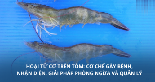 Hoại tử cơ trên tôm: Cơ chế gây bệnh, nhận diện, giải pháp phòng ngừa và quản lý